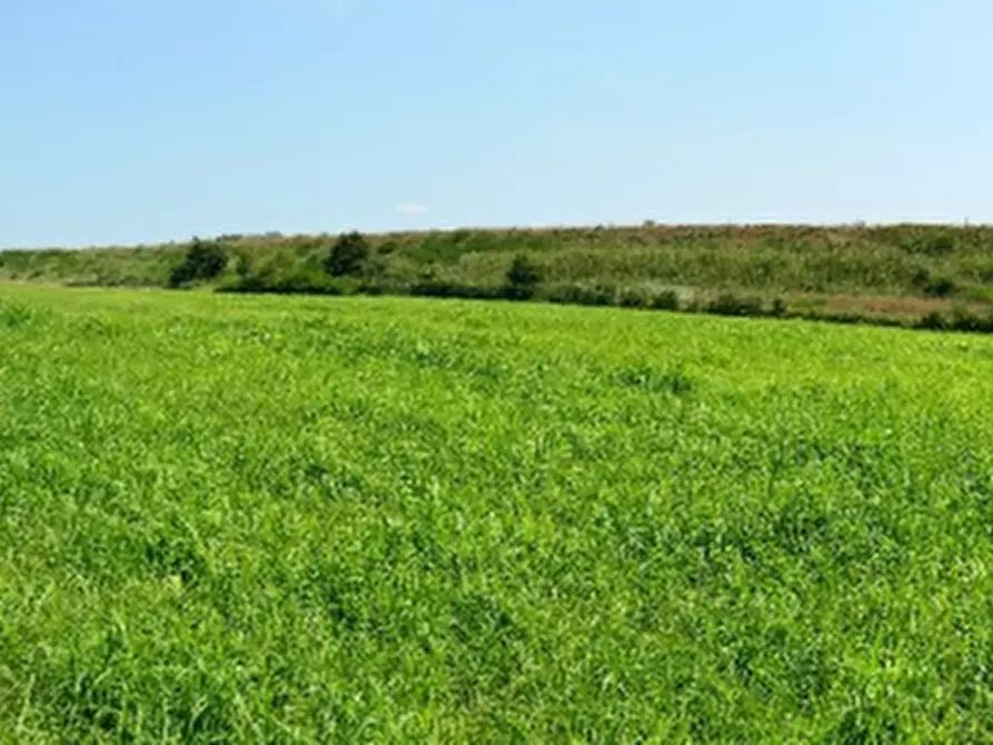 Immagine 6 di Azienda agricola in vendita  in Via Sarasina  a San Giovanni In Persiceto