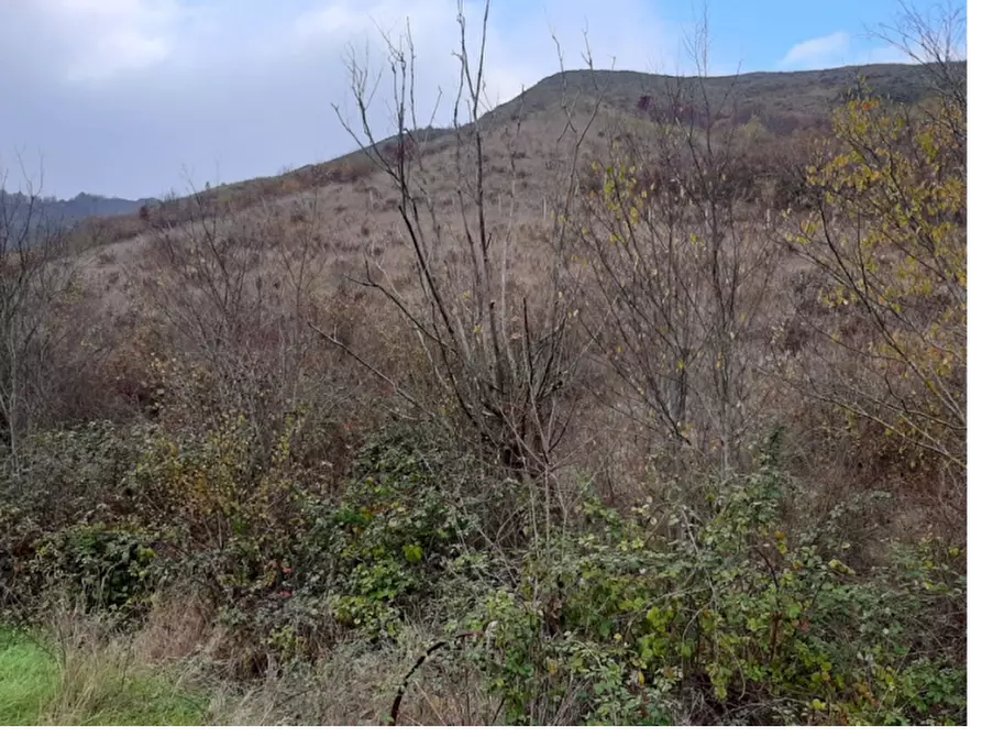 Immagine 4 di Terreno agricolo in vendita  in Via Rio Mescola a Borgo Tossignano