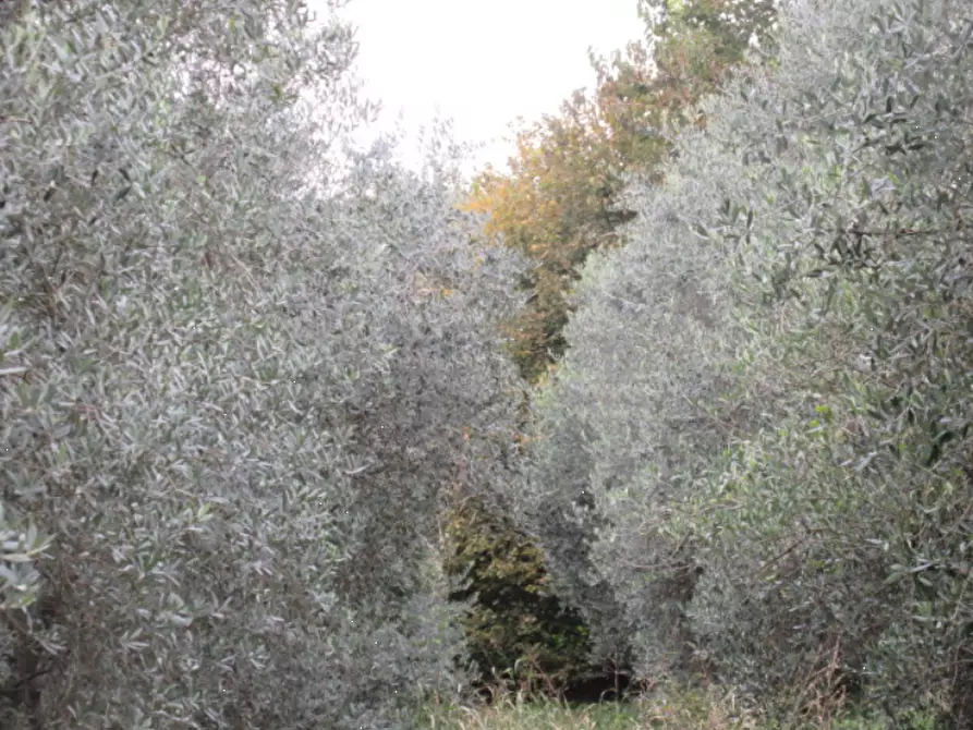 Immagine 8 di Casa indipendente in vendita  in Via Pianezzola a Marostica