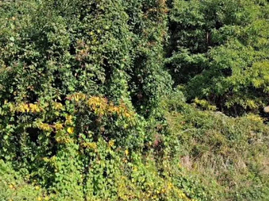 Immagine 3 di Terreno agricolo in vendita  in Piazza XXV Aprile a Lugo Di Vicenza