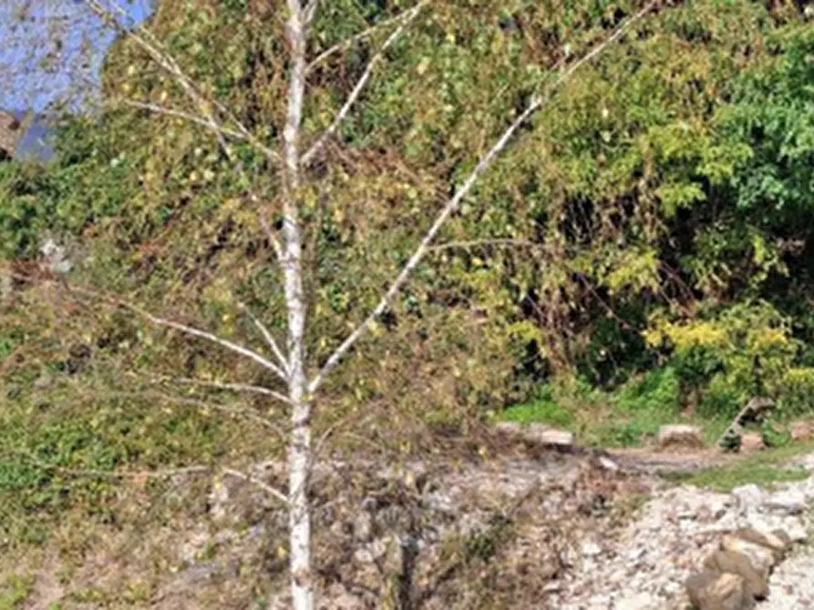 Immagine 5 di Terreno agricolo in vendita  in Piazza XXV Aprile a Lugo Di Vicenza