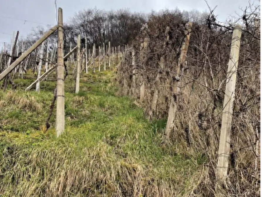 Immagine 16 di Terreno agricolo in vendita  in Via San Giorgio a Farra Di Soligo