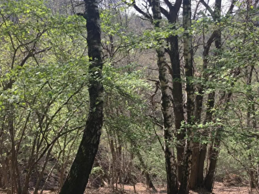 Immagine 4 di Terreno agricolo in vendita  in Frazione Ponzate a Tavernerio