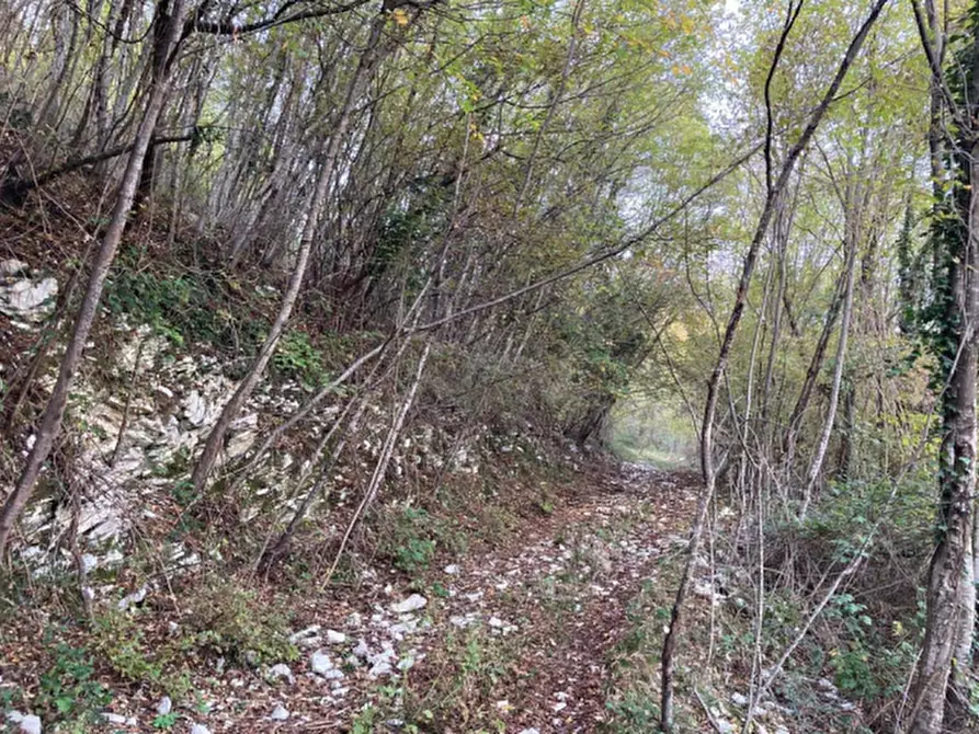 Immagine 2 di Terreno agricolo in vendita  in Via San Valentino a Segusino