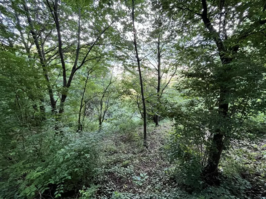 Immagine 2 di Terreno agricolo in vendita  in Località Ambrosini a Valdagno
