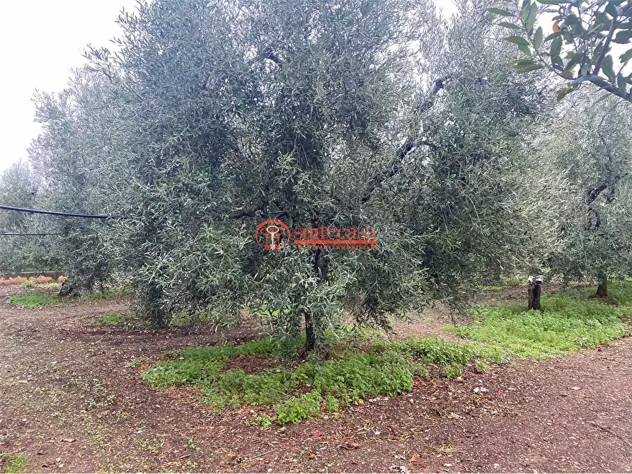 Immagine 7 di Terreno edificabile in vendita  in vicinale via Vecchia Trani-Corato a Trani