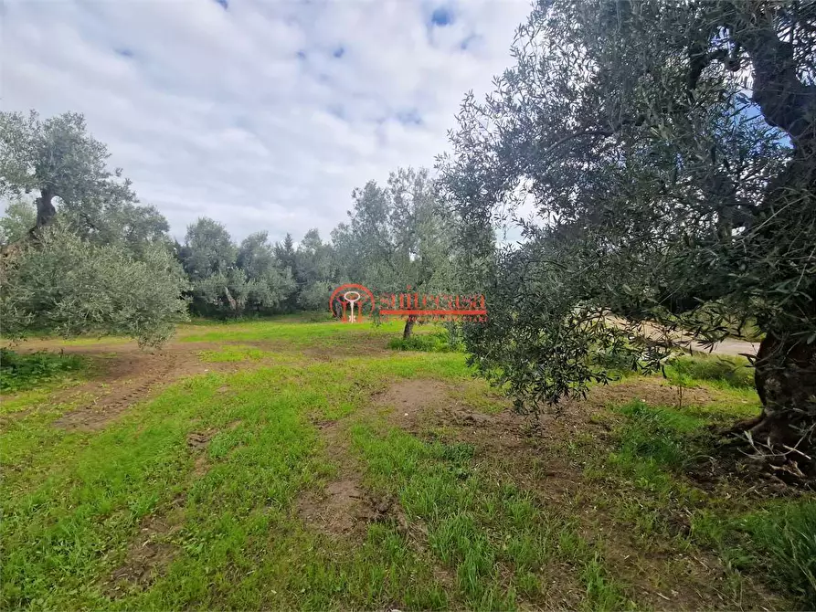 Immagine 25 di Villa in vendita  in I traversa Don Tito a Trani