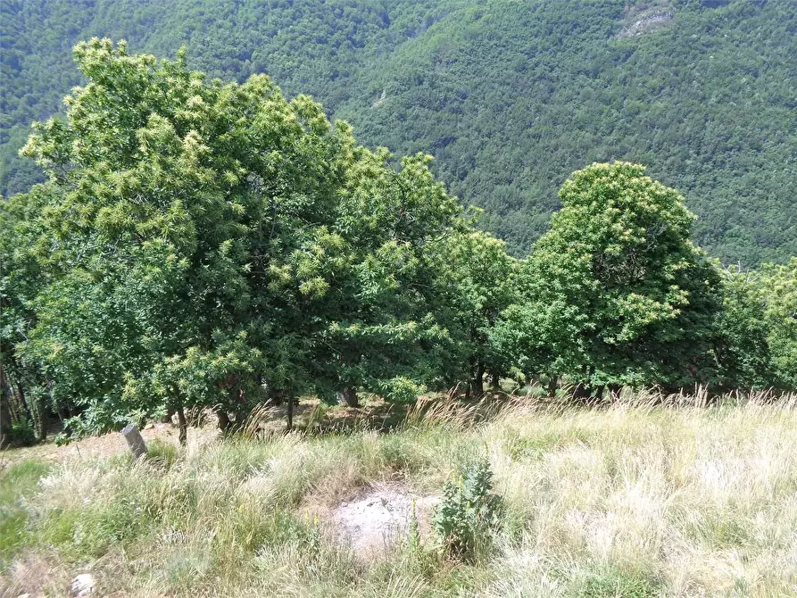 Immagine 38 di Rustico / casale in vendita  in Località Calcagnea a Ormea