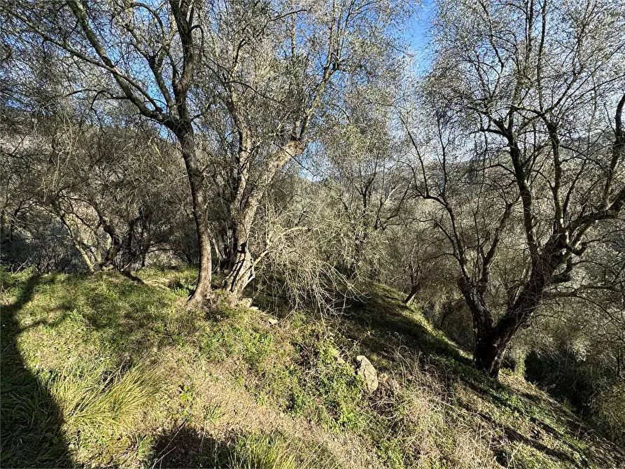 Immagine 1 di Terreno agricolo in vendita  in Strada per Aquila a Borghetto D'arroscia