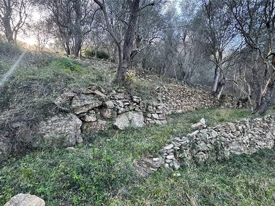 Immagine 1 di Terreno agricolo in vendita  in Strada per Aquila a Borghetto D'arroscia