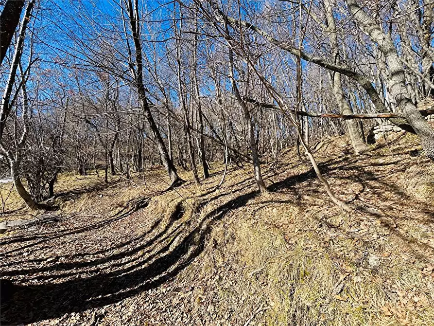 Immagine 10 di Terreno agricolo in vendita  in Frazione Eca  a Ormea