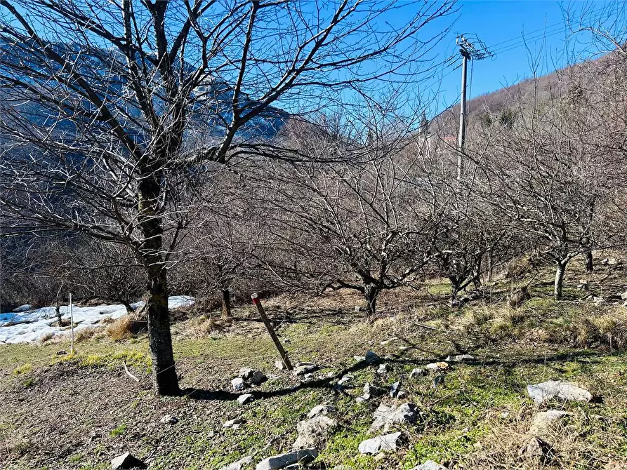 Immagine 3 di Terreno agricolo in vendita  in Frazione Eca  a Ormea