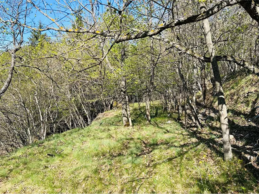 Immagine 5 di Terreno agricolo in vendita  in Frazione Eca  a Ormea