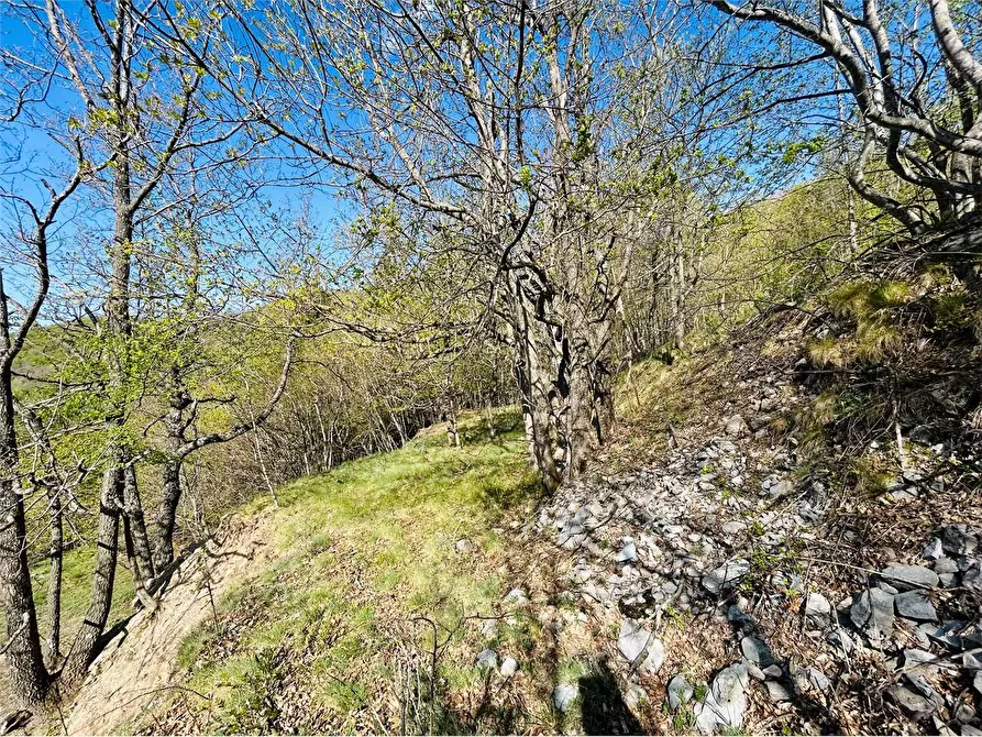 Immagine 6 di Terreno agricolo in vendita  in Frazione Eca  a Ormea