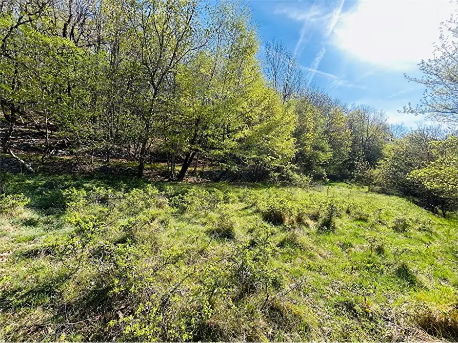 Immagine 4 di Terreno agricolo in vendita  in Frazione Eca  a Ormea