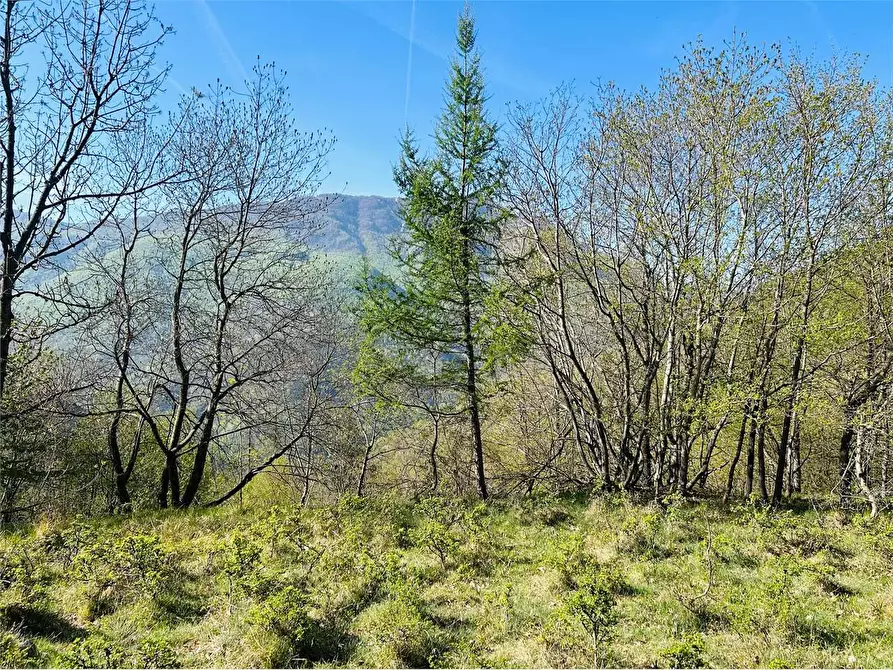 Immagine 3 di Terreno agricolo in vendita  in Frazione Eca  a Ormea