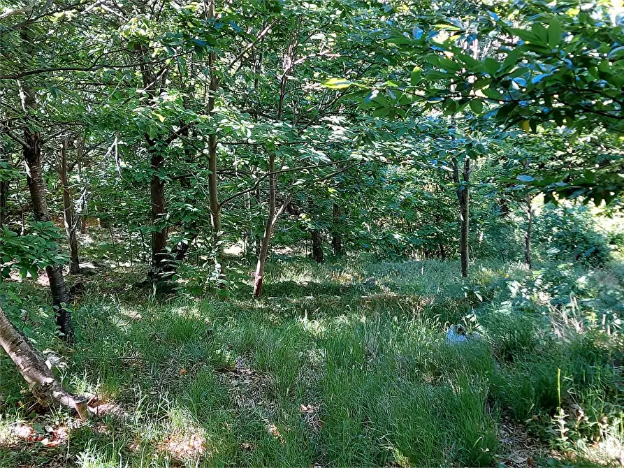Immagine 53 di Rustico / casale in vendita  in Regione Piambernardo a Garessio