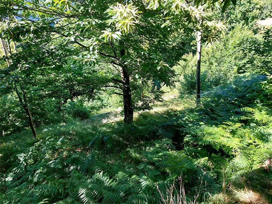 Immagine 54 di Rustico / casale in vendita  in Regione Piambernardo a Garessio