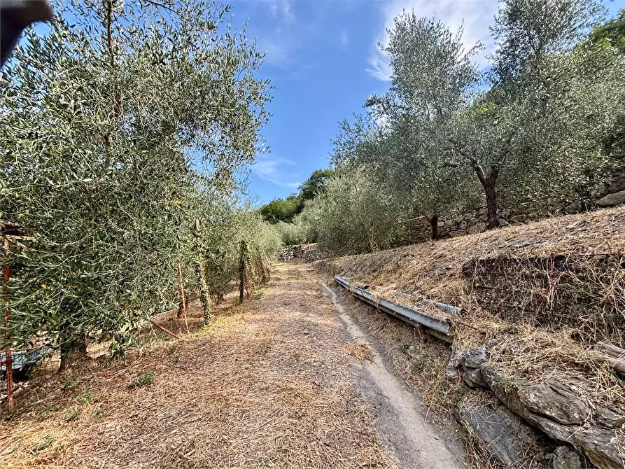 Immagine 1 di Terreno agricolo in vendita  in Borgo Montà  4 a Aquila D'arroscia