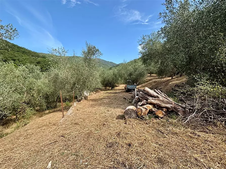 Immagine 5 di Terreno agricolo in vendita  in Borgo Montà  4 a Aquila D'arroscia