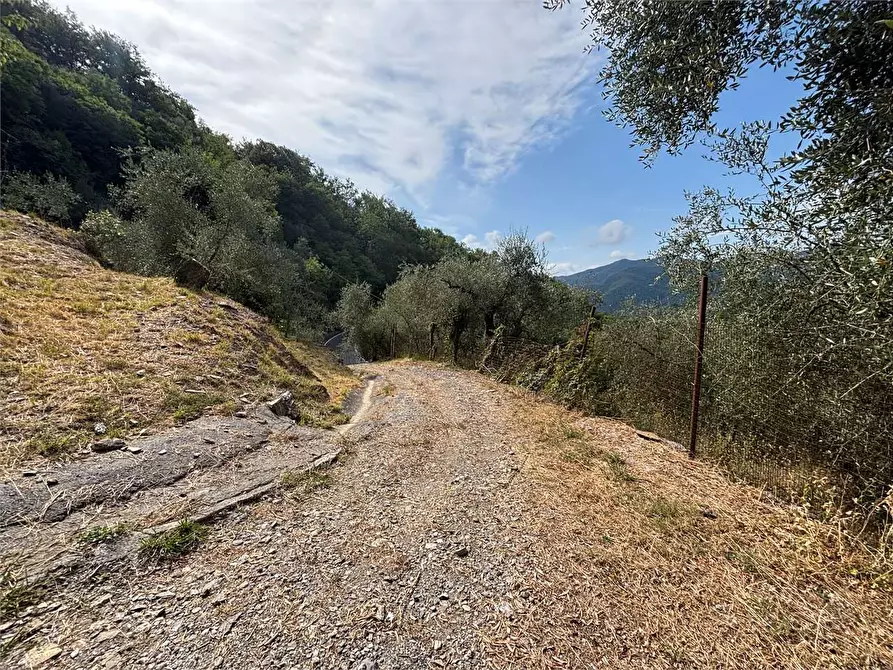 Immagine 13 di Terreno agricolo in vendita  in Borgo Montà  4 a Aquila D'arroscia
