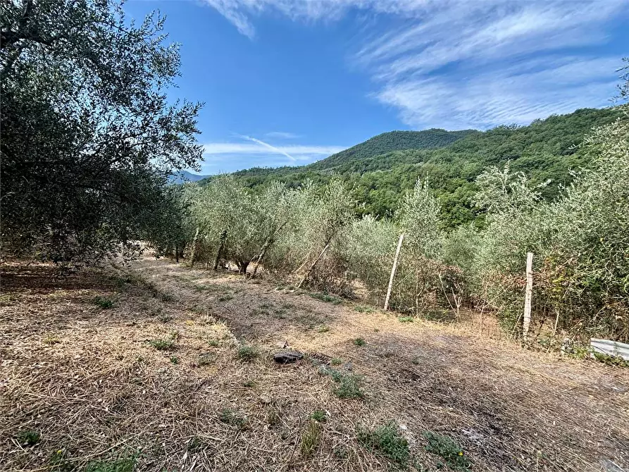 Immagine 16 di Terreno agricolo in vendita  in Borgo Montà  4 a Aquila D'arroscia