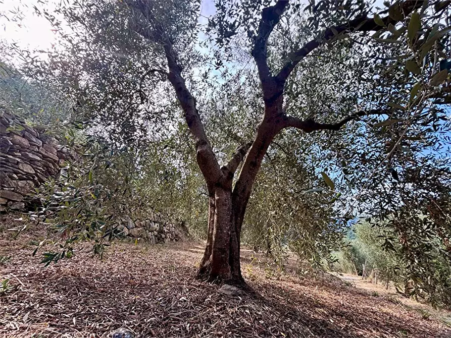 Immagine 18 di Terreno agricolo in vendita  in Borgo Montà  4 a Aquila D'arroscia