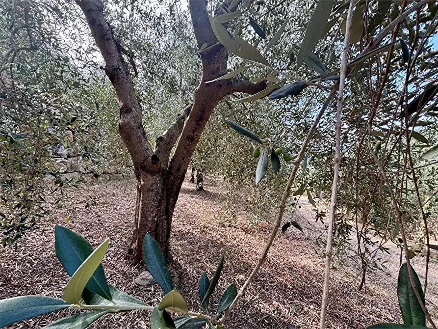 Immagine 19 di Terreno agricolo in vendita  in Borgo Montà  4 a Aquila D'arroscia