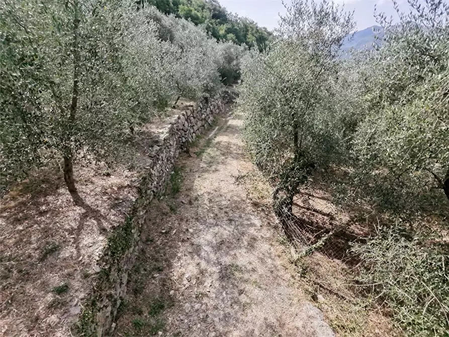 Immagine 26 di Terreno agricolo in vendita  in Borgo Montà  4 a Aquila D'arroscia