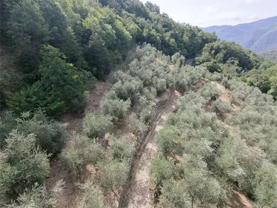 Immagine 31 di Terreno agricolo in vendita  in Borgo Montà  4 a Aquila D'arroscia
