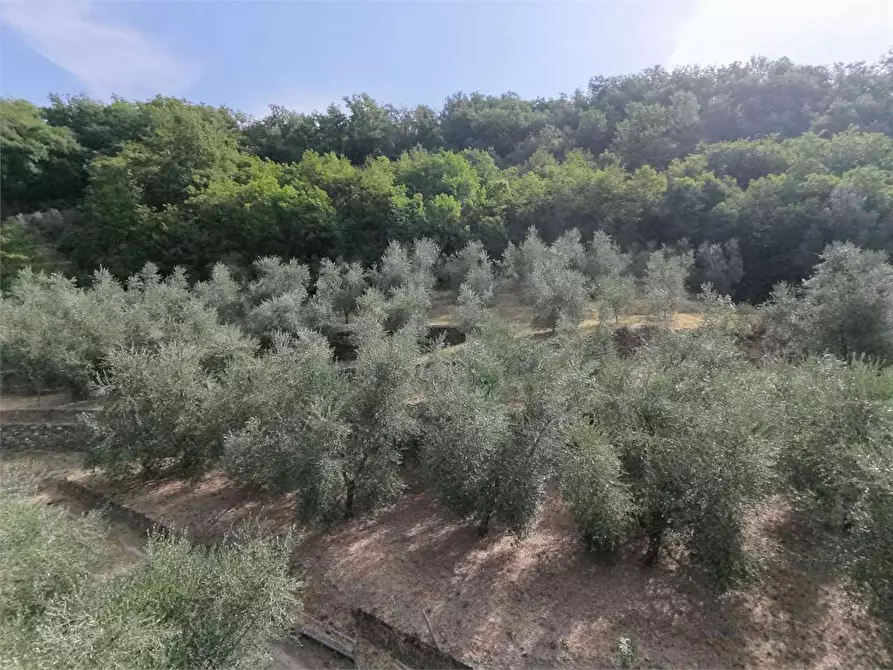 Immagine 33 di Terreno agricolo in vendita  in Borgo Montà  4 a Aquila D'arroscia
