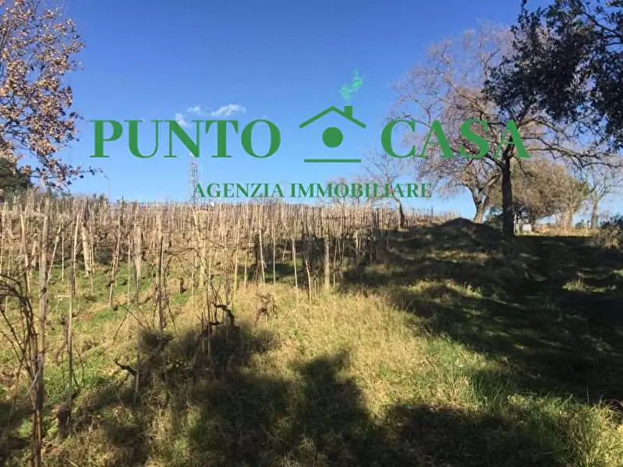 Immagine 6 di Terreno agricolo in vendita  in VIA MELCHIORRE RUSSO 17 a Lamezia Terme