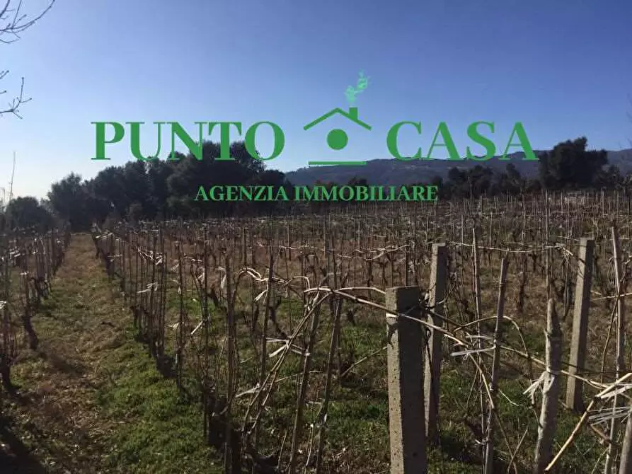 Immagine 8 di Terreno agricolo in vendita  in VIA MELCHIORRE RUSSO 17 a Lamezia Terme