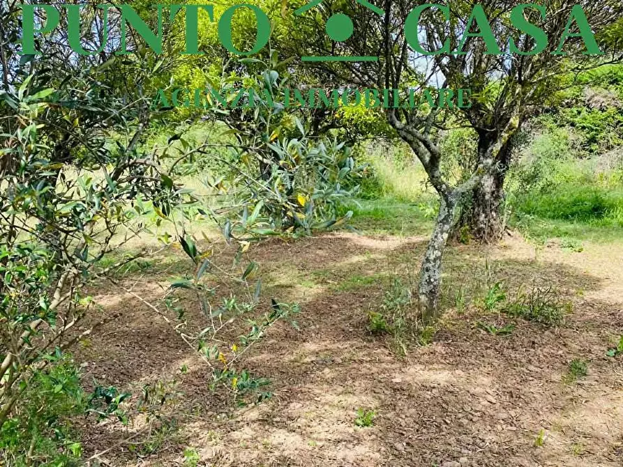 Immagine 4 di Terreno agricolo in vendita  in Via Delle Rose a Lamezia Terme