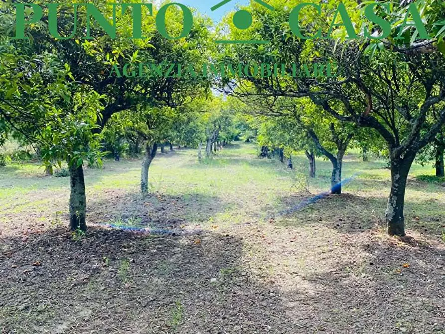 Immagine 5 di Terreno agricolo in vendita  in Via Delle Rose a Lamezia Terme