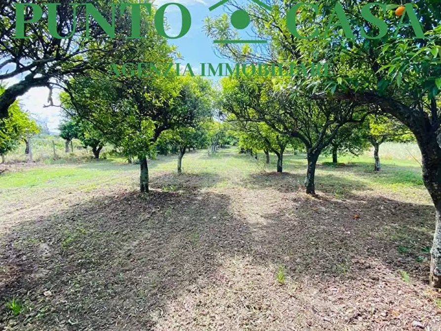 Immagine 6 di Terreno agricolo in vendita  in Via Delle Rose a Lamezia Terme