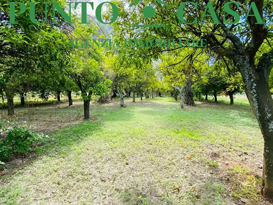Immagine 7 di Terreno agricolo in vendita  in Via Delle Rose a Lamezia Terme