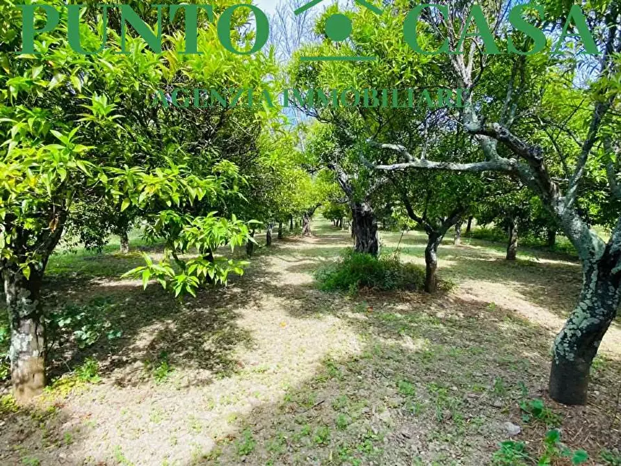 Immagine 8 di Terreno agricolo in vendita  in Via Delle Rose a Lamezia Terme