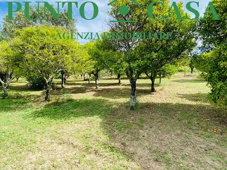 Immagine 9 di Terreno agricolo in vendita  in Via Delle Rose a Lamezia Terme