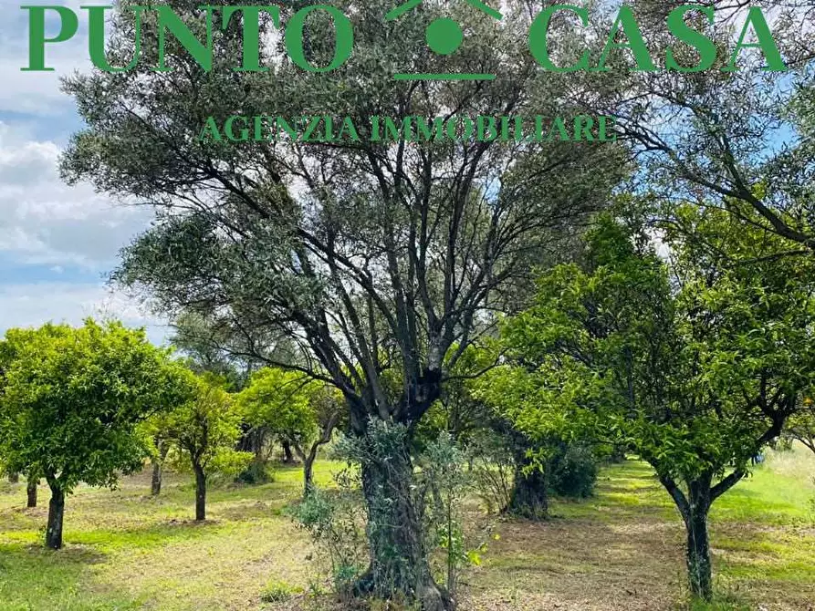 Immagine 13 di Terreno agricolo in vendita  in Via Delle Rose a Lamezia Terme