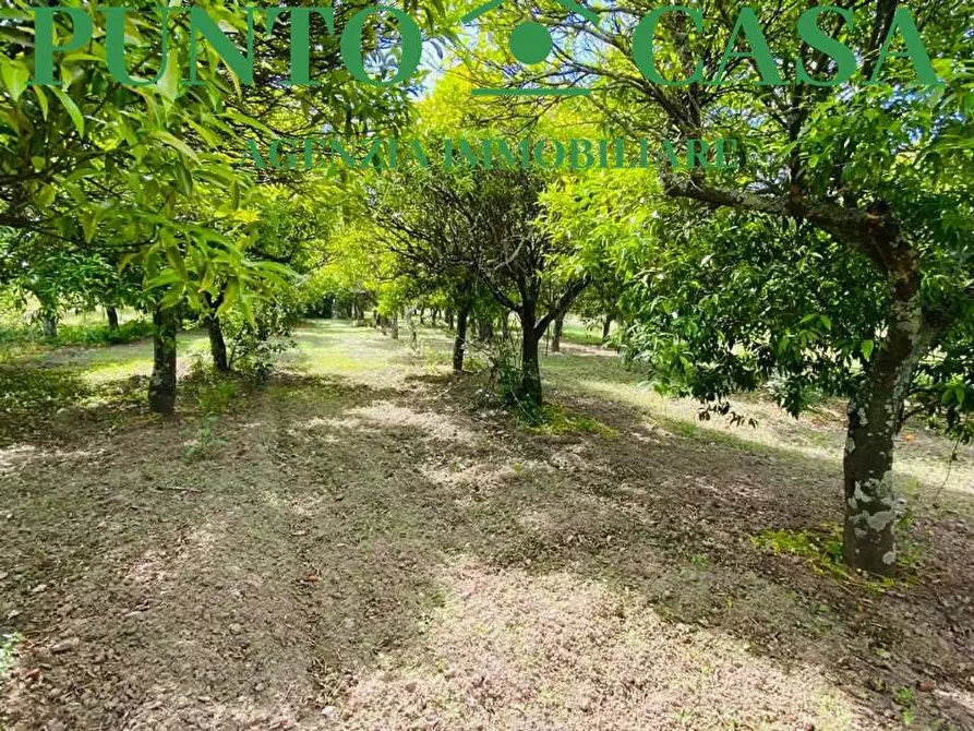 Immagine 14 di Terreno agricolo in vendita  in Via Delle Rose a Lamezia Terme
