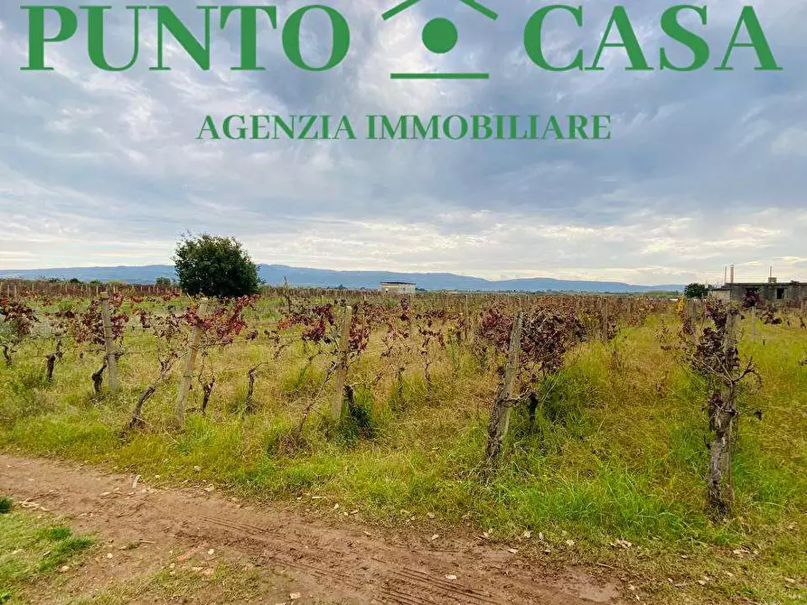 Immagine 2 di Terreno agricolo in vendita  in pullo a Lamezia Terme