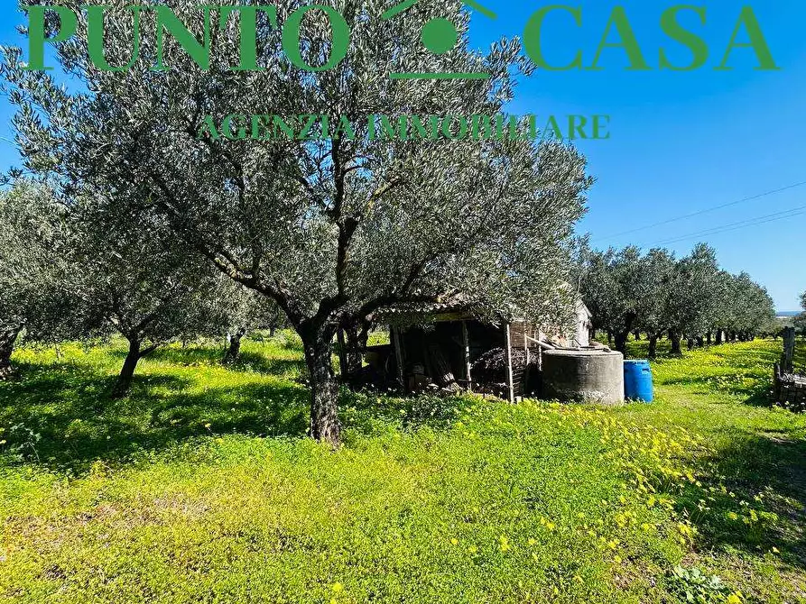 Immagine 26 di Stabile in vendita  in Località Bosco Amatello a Lamezia Terme