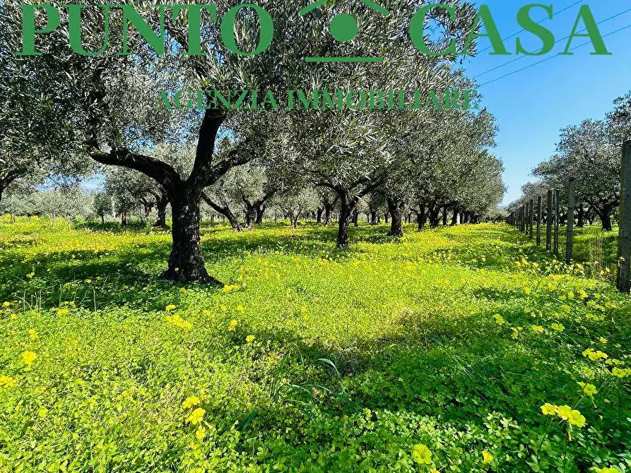 Immagine 28 di Stabile in vendita  in Località Bosco Amatello a Lamezia Terme