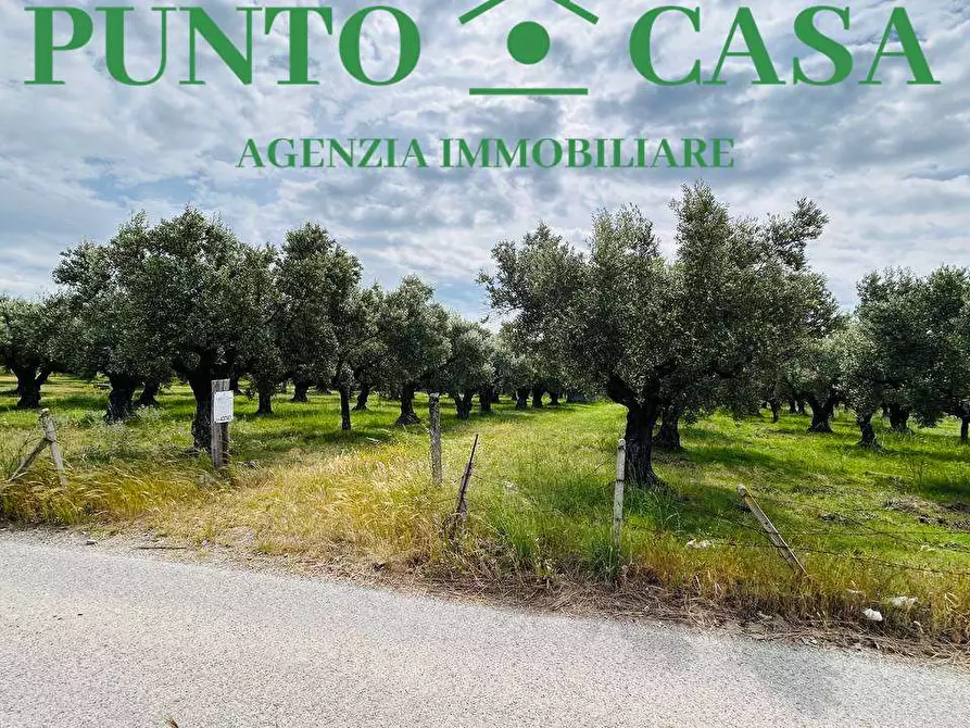 terreno agricolo in vendita a Lamezia Terme in zona Sant'Eufemia Lamezia