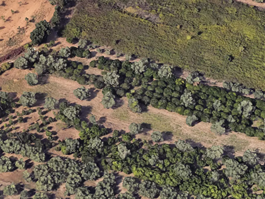 Immagine 15 di Terreno agricolo in vendita  in Via Delle Rose a Lamezia Terme
