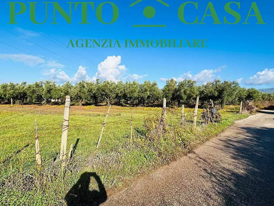 Immagine 4 di Terreno agricolo in vendita  in Via Raoul Morelli a Lamezia Terme