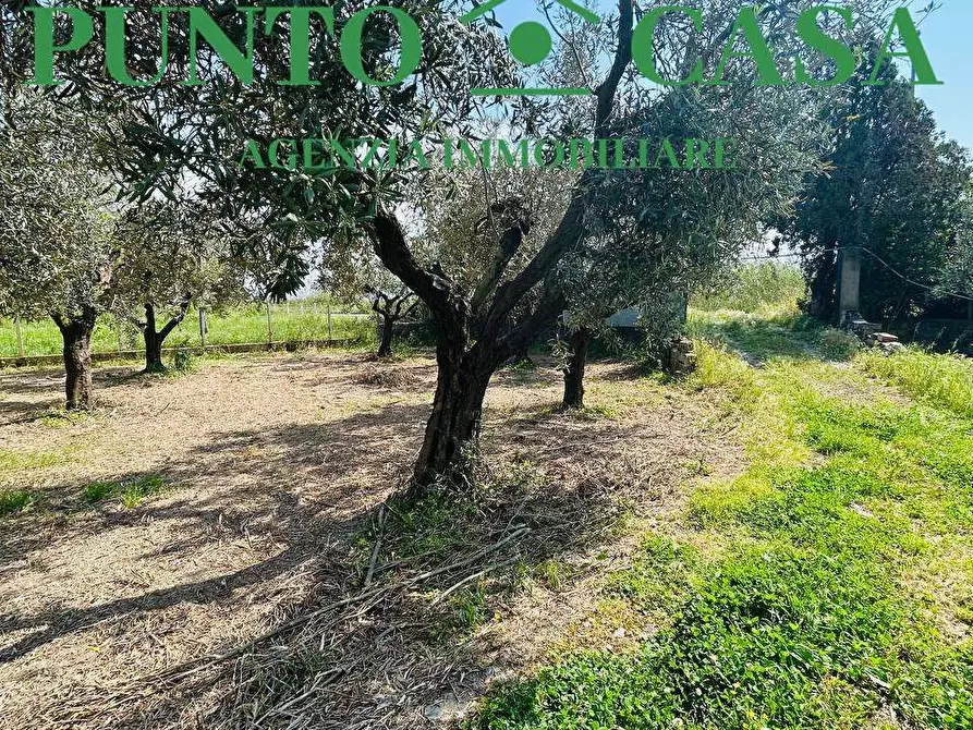 Immagine 6 di Rustico / casale in vendita  in Via Delle Palme a Gizzeria