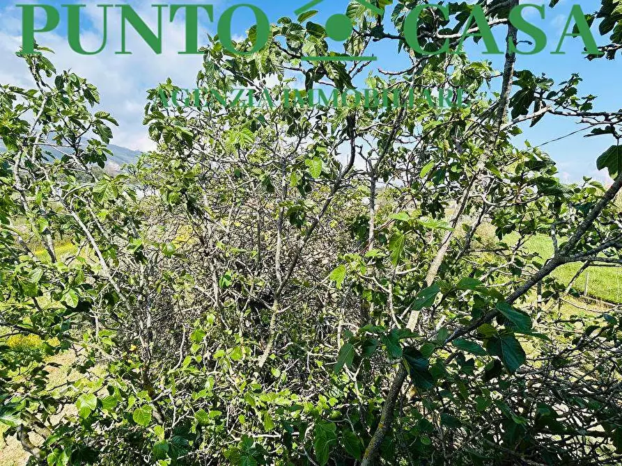 Immagine 8 di Rustico / casale in vendita  in Via Delle Palme a Gizzeria