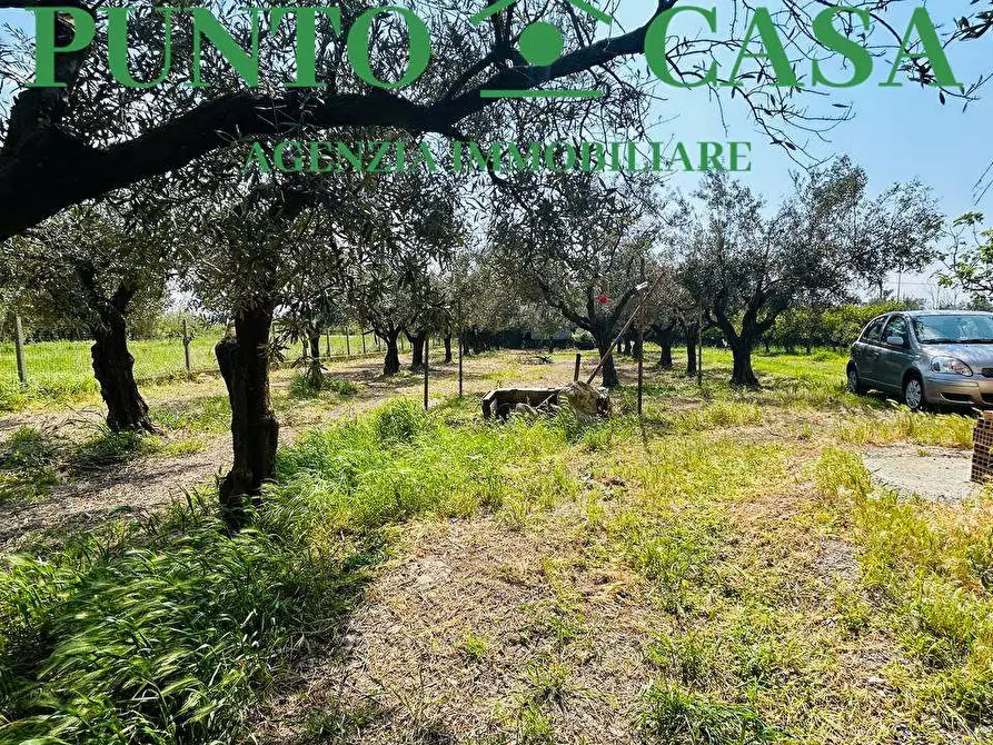 Immagine 13 di Rustico / casale in vendita  in Via Delle Palme a Gizzeria